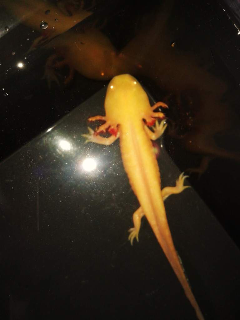 Leo, the day he came home with me.