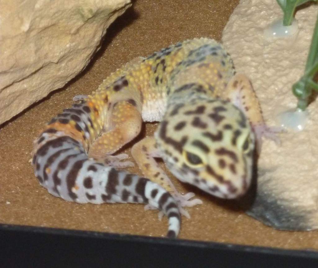 leo