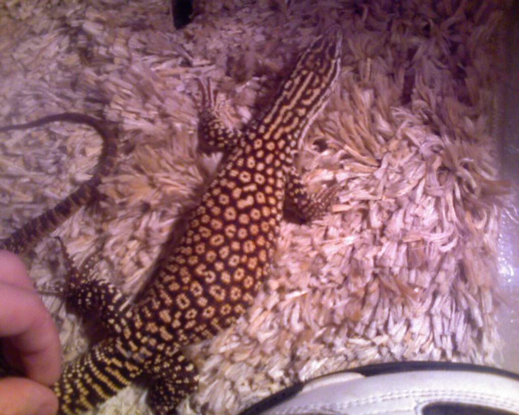 leonidas my red ackie monitor