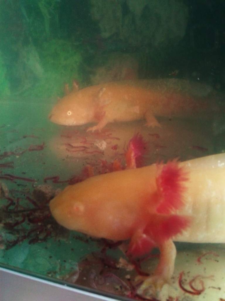 Leo's gill regrowth.