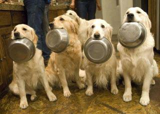 leos with their dinner bowls