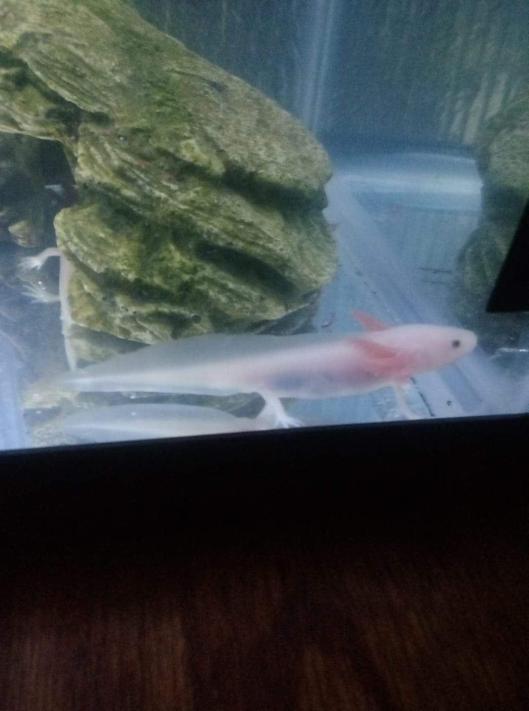 Leucistic - Altoid