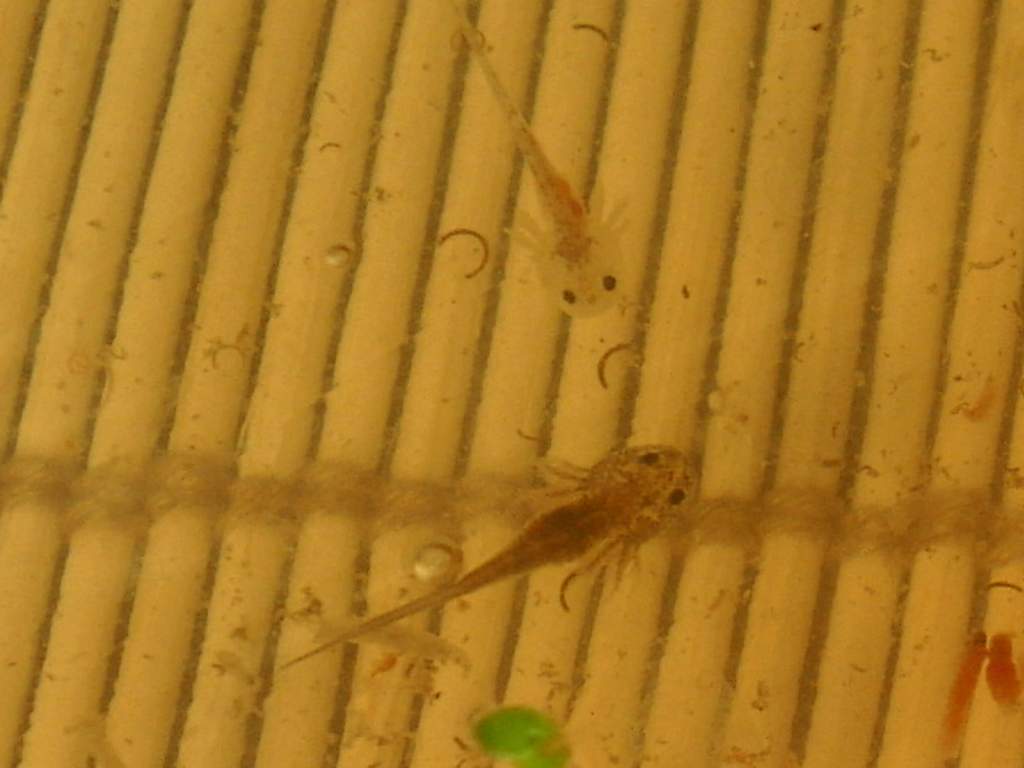 Leucistic and wildtype axolotl larvae