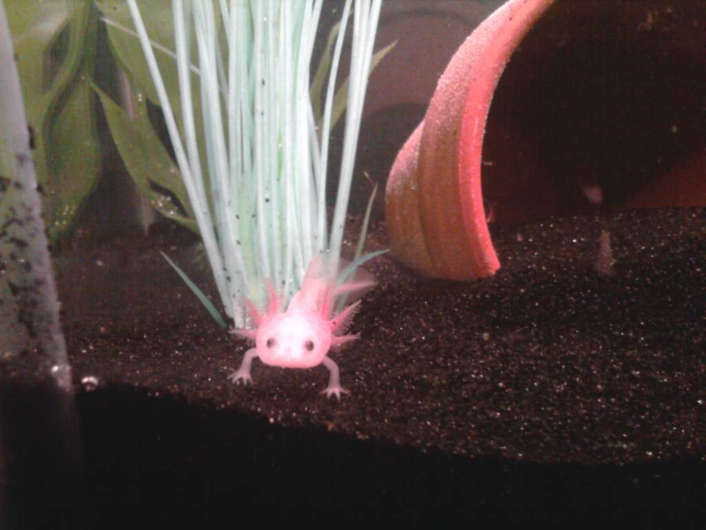 leucistic axolotl