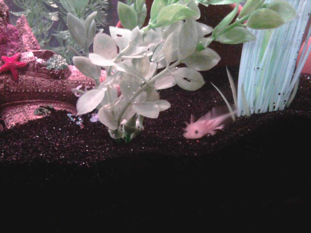 leucistic GFP axolotl