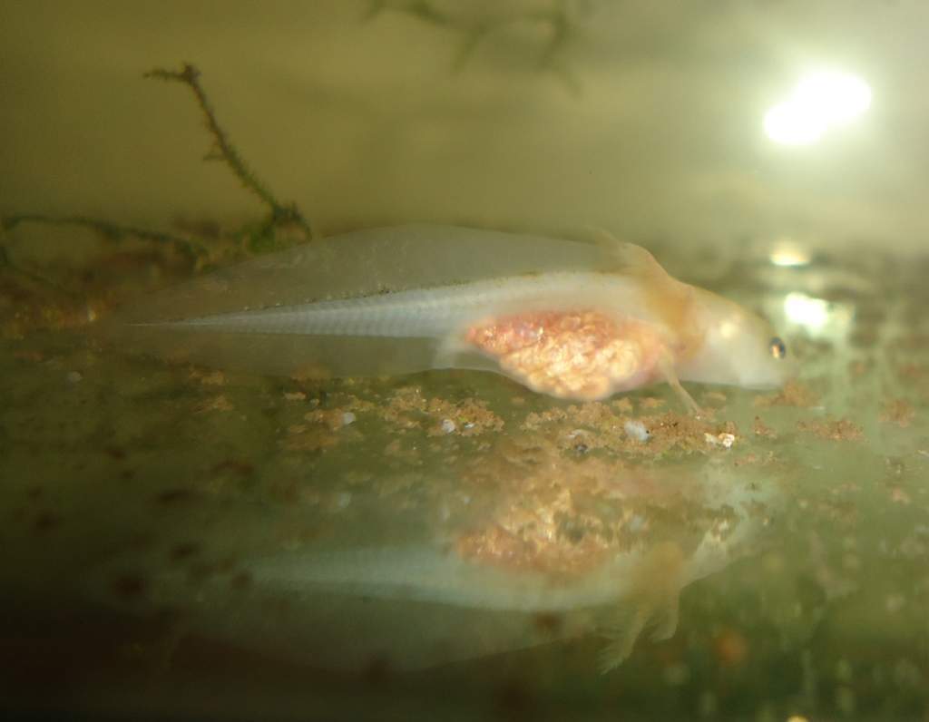 Leucistic hatchling 4-5 weeks old