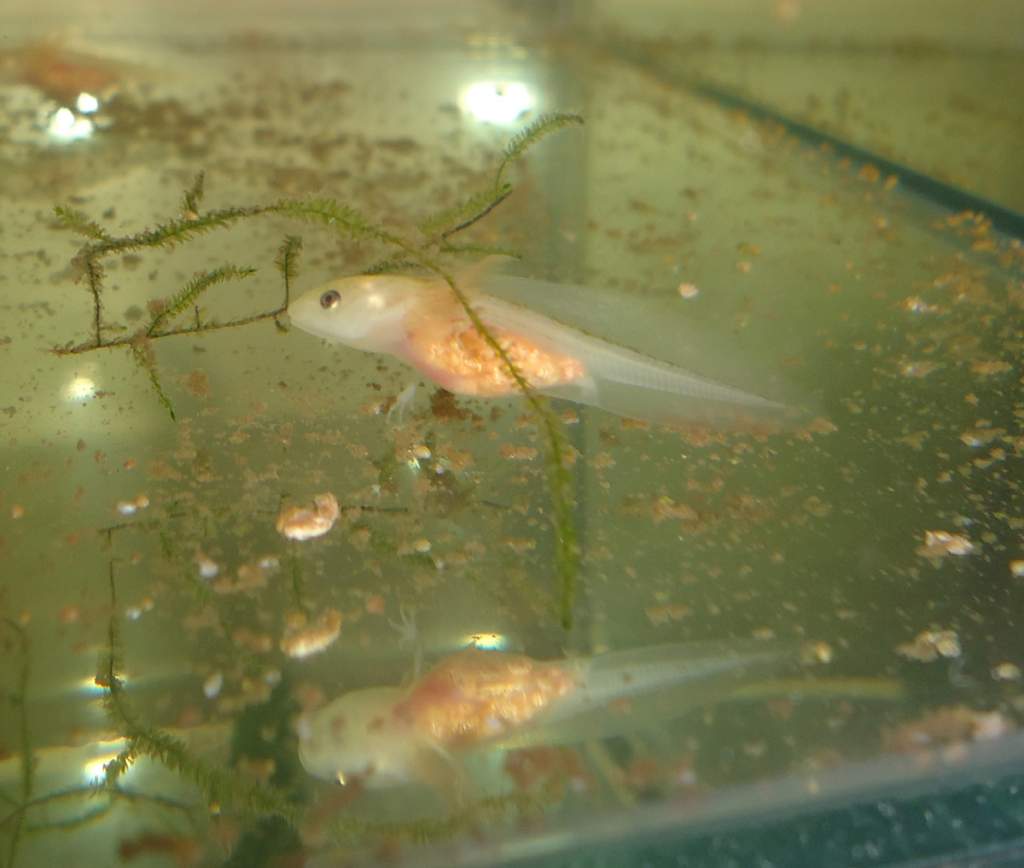 Leucistic hatchling 4-5 weeks old
