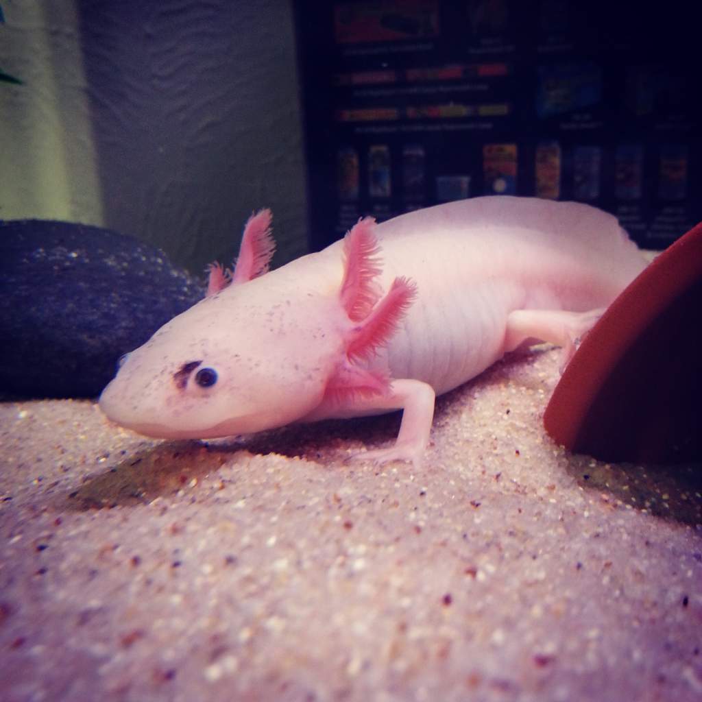 Leucistic, male Caudata: Newts and Salamanders Portal