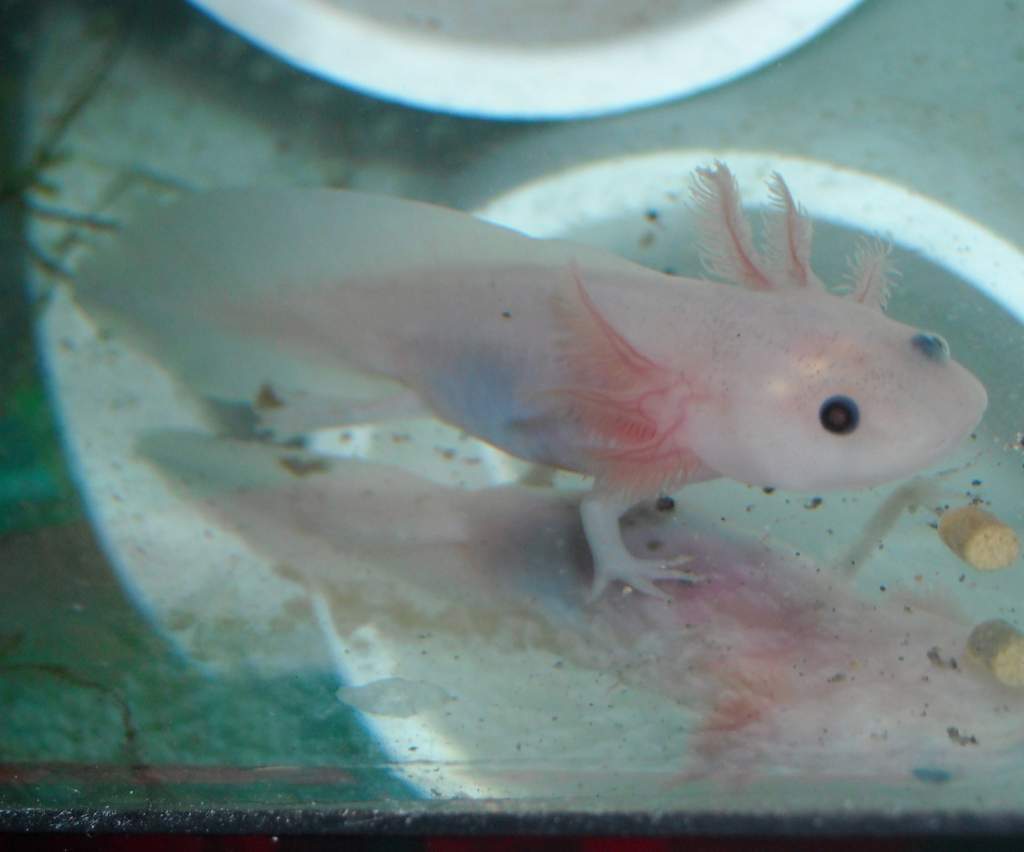 Leucistic Melanoid
6-1-13