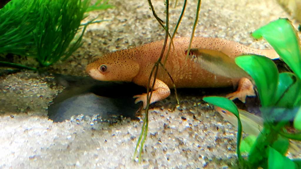 Leucistic Spanish Ribbed Newt (Pleurodeles waltl) Female