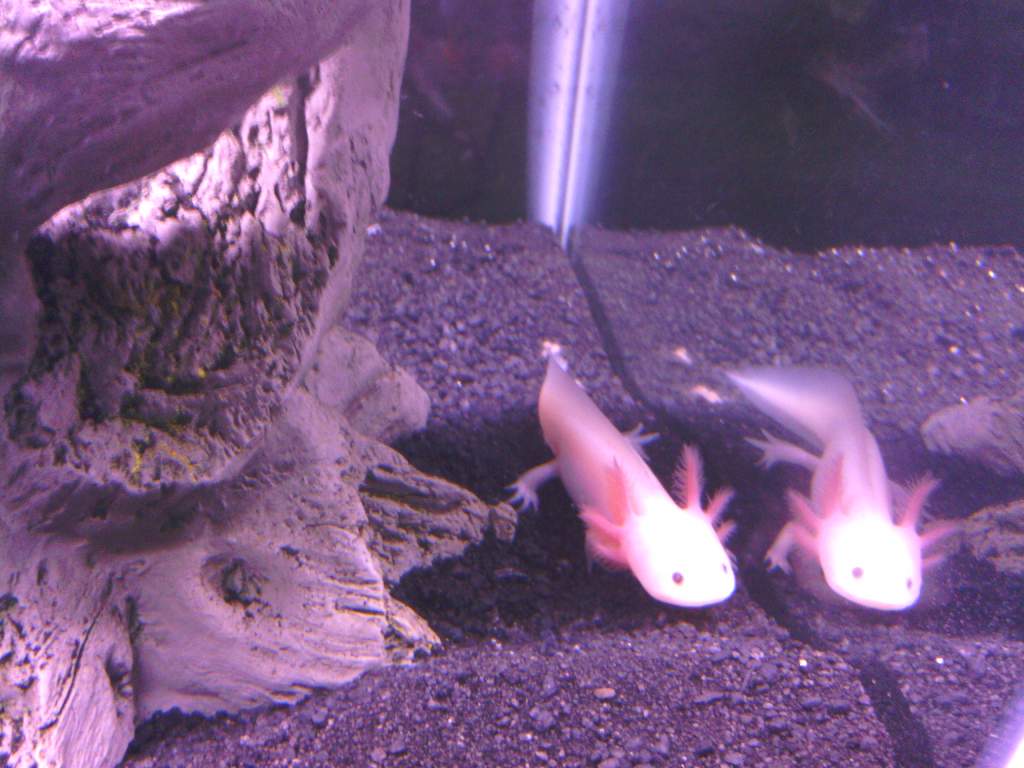 leucistic wanders :D