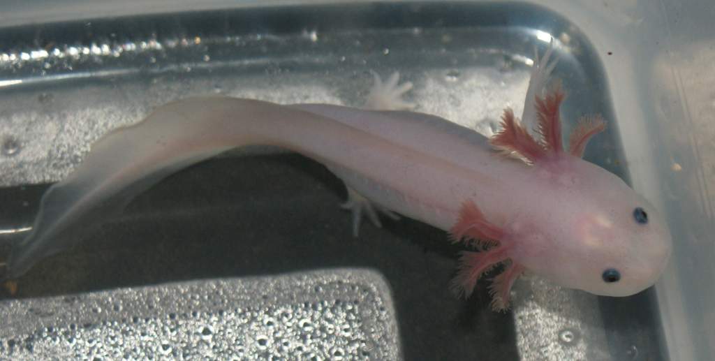 Leucistic