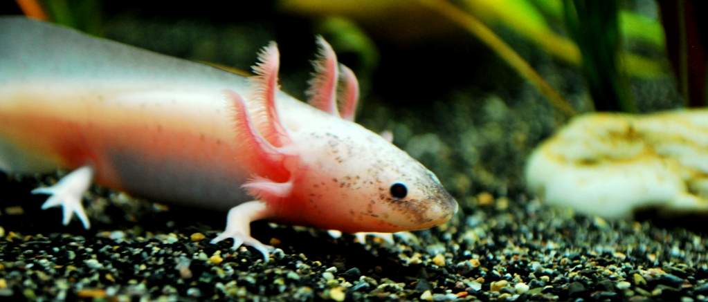Leucistic
