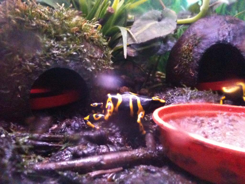 leucomelas feeding
