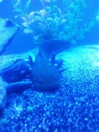 Leviathan