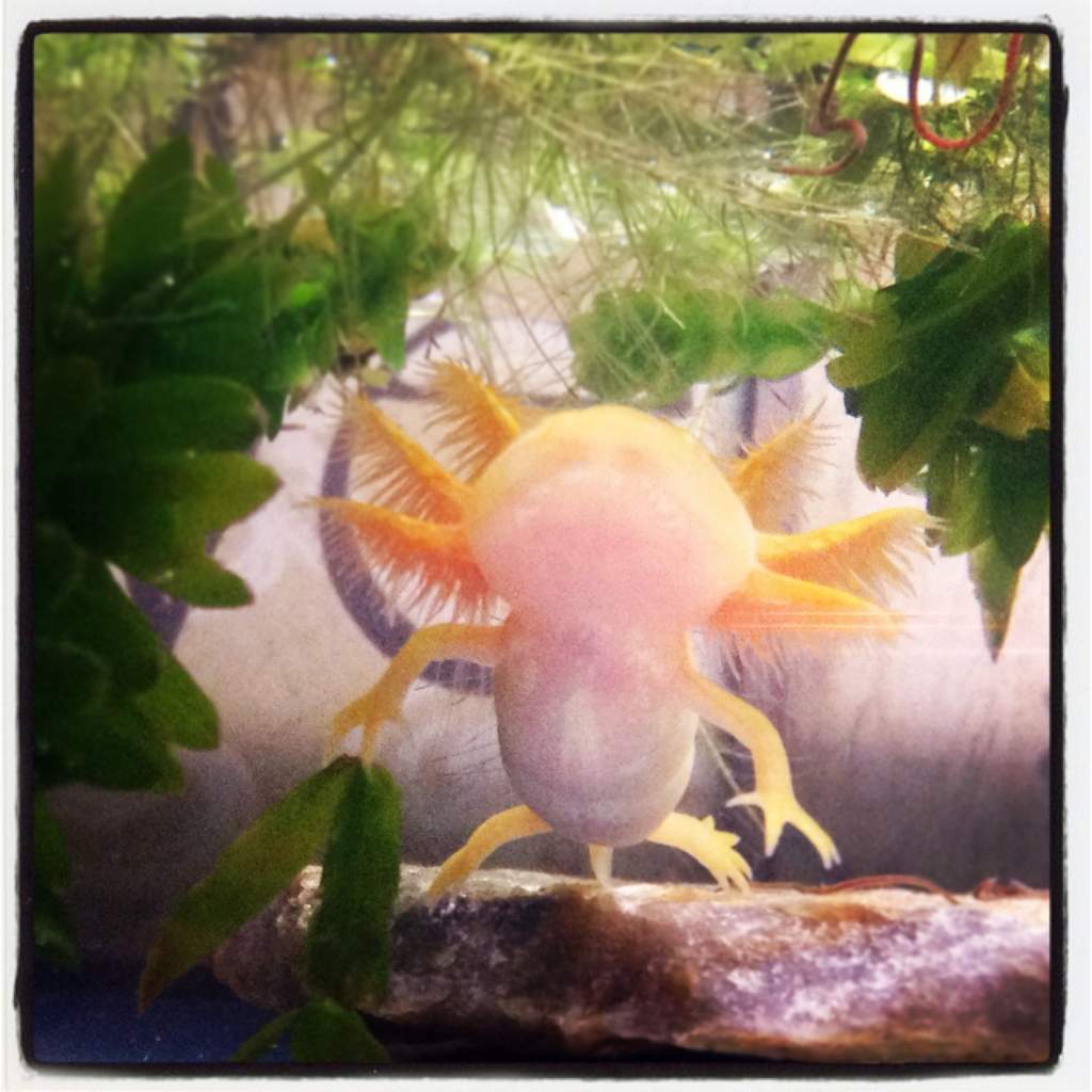 Liberace!!  My golden Albino