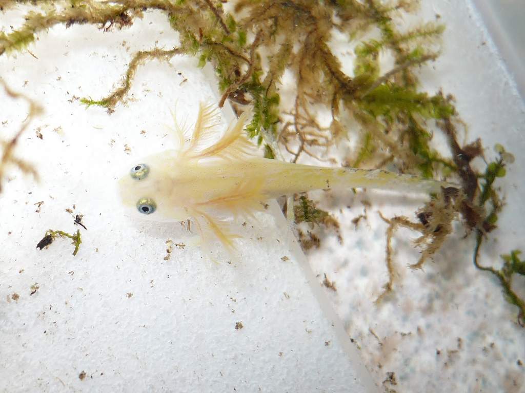Light Tylototriton verrucosus larvae, previous ones have usually darkened by now