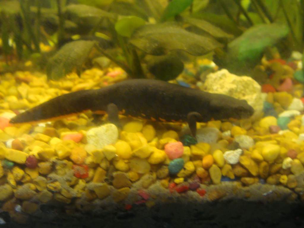 Lil Ann-Named after Mom. This was the first newt I successfully raised from an egg.