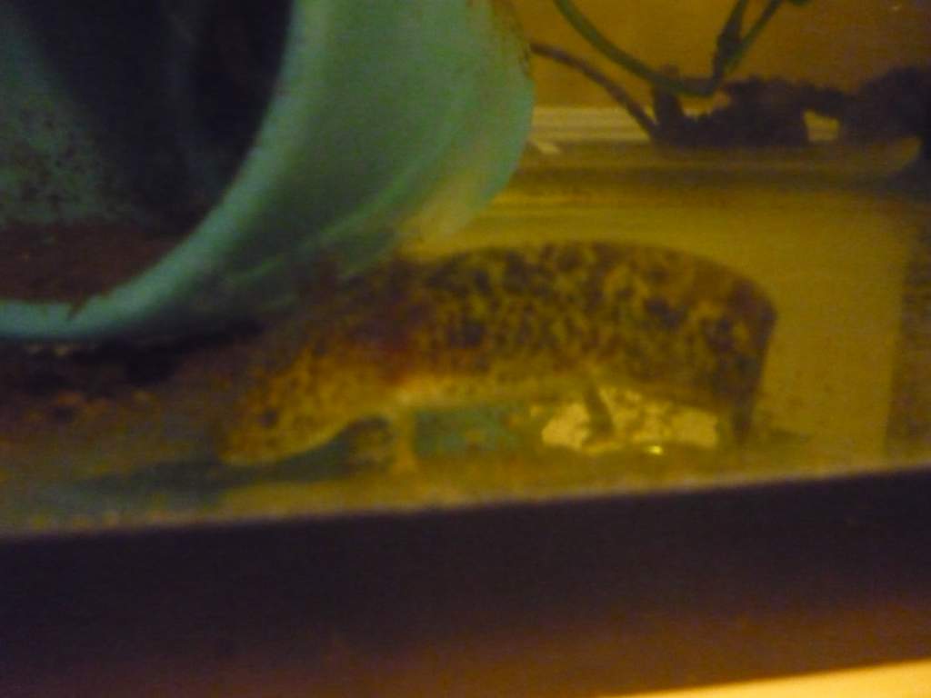 lil baby wildtype gfp. Don't mind the dirty tank, its pond silt, not waste. I'm cleaning it out, bit by bit.