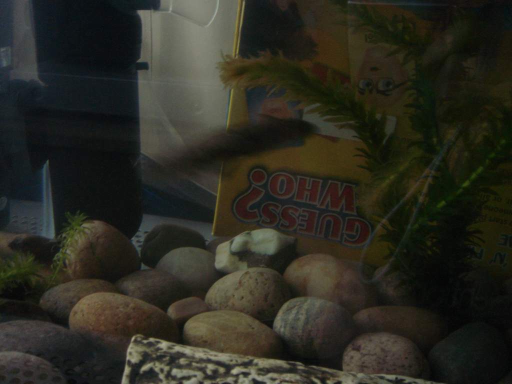 lil swim around the tank.. at lightning speed! :P