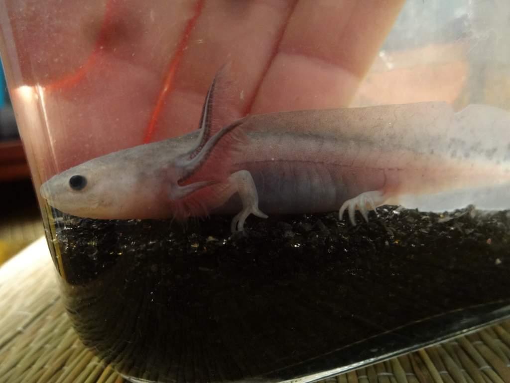 Lilac, about 3" Melanoid