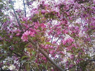 lilac