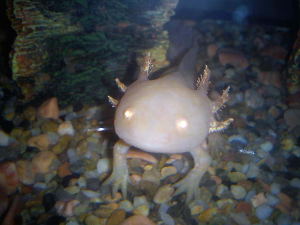 Lindo Recently, but have brought a water stone since and now her Gills are getting large again :) ... yaaay