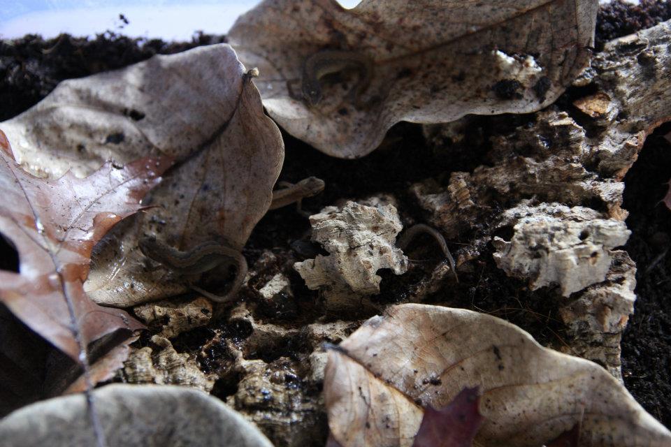 Lissotriton vulgaris ampelensis juvies