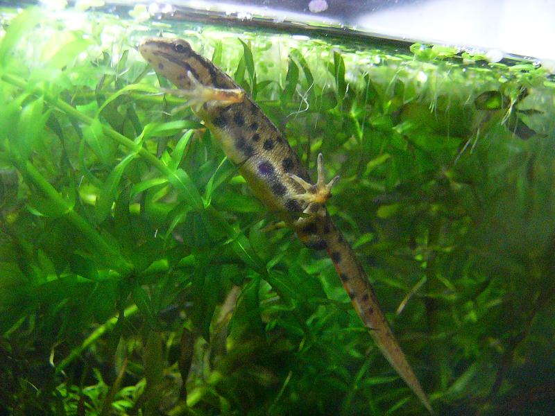 Lissotriton vulgaris vulgaris, male.
