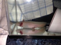 little 1  - Evander in his little tank