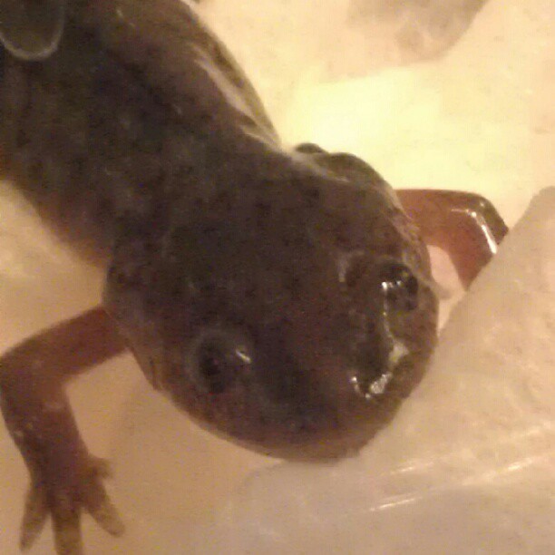 Little Andy post metamorphosis