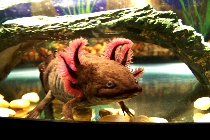 Little Buddy after she/he ate a big worm. It's grown from 2 inches in May 2014 to 7 inches by July 7th, 2014.
