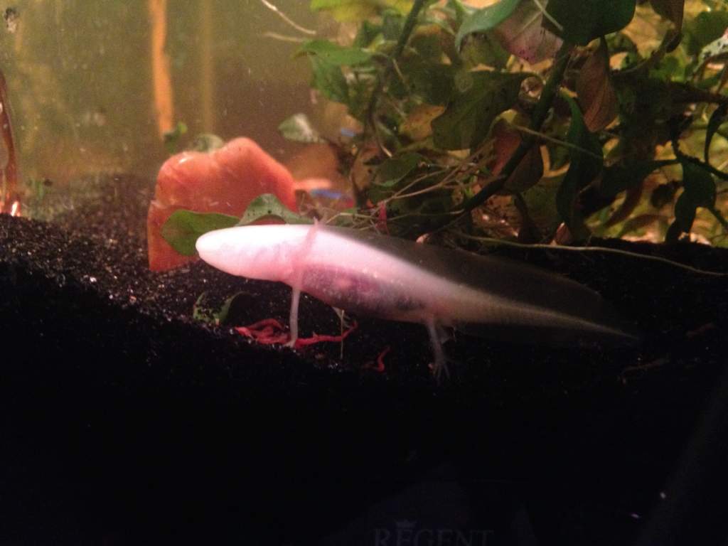 Little Buddy.