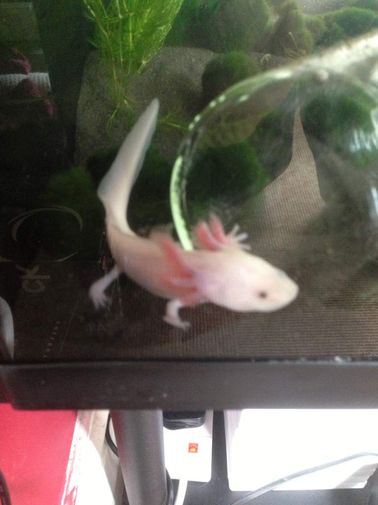 Little Foley. Made me realise how much he has grown.