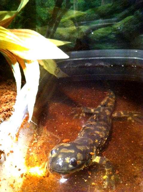 Little Foot at 5 weeks.  Enjoying a little swim.
