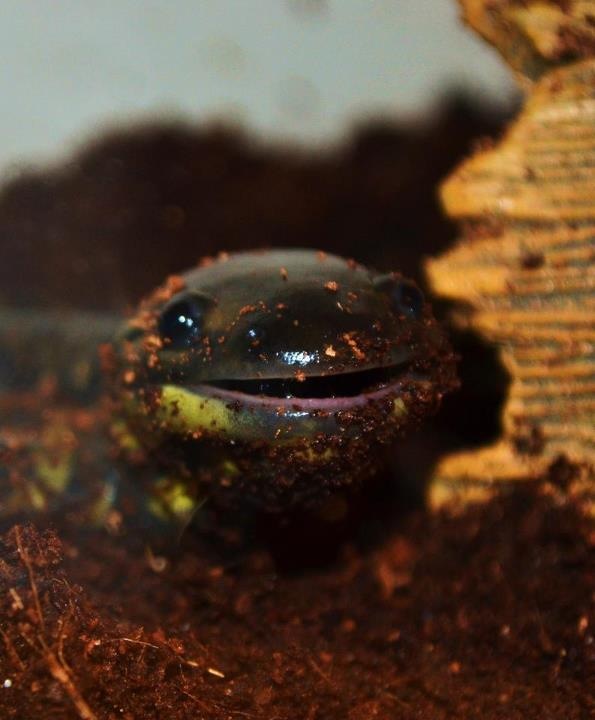 Little Foot gets so happy after she eats a worm!