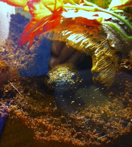 Little Foot today March 20, 2012.  One month that I have had him.  Enjoying his new home.