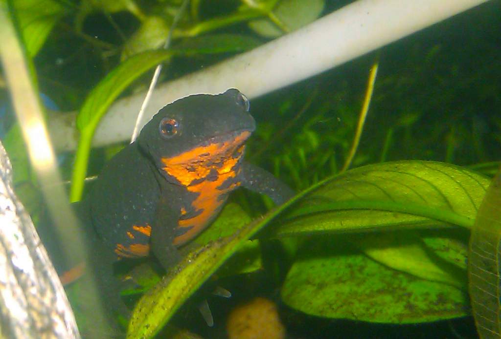 little guy has gotten about an inch bigger
