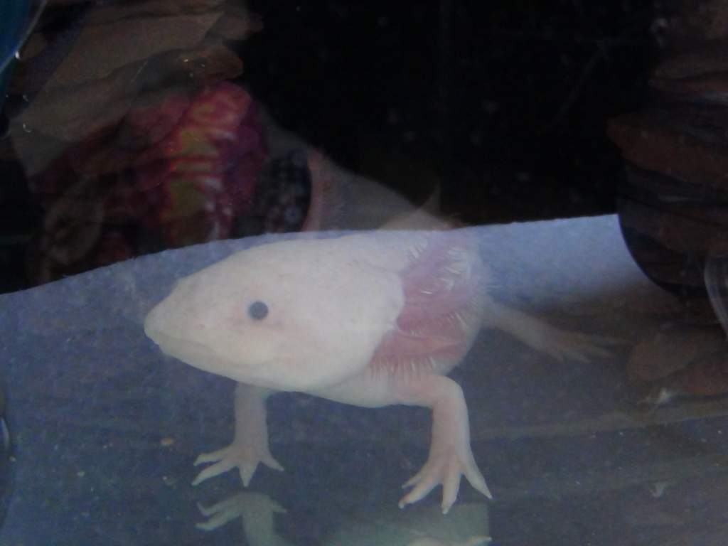 Little Jack, my Leucistic. He came as a pair with Embry.