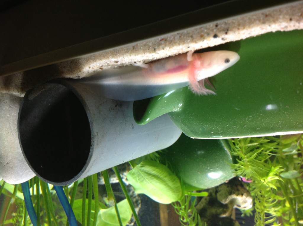 little leucistic is missing all the toes on one hand
