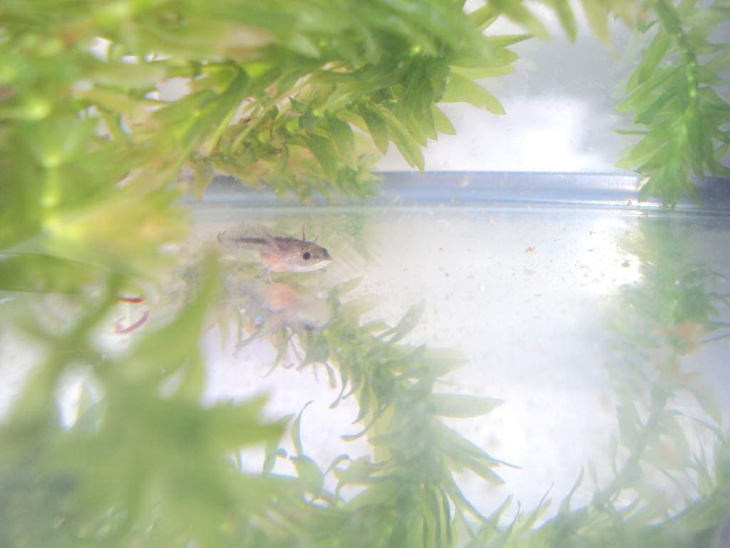 little lottle, 8 weeks