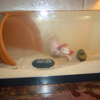 Little Louie is saying "Hello"