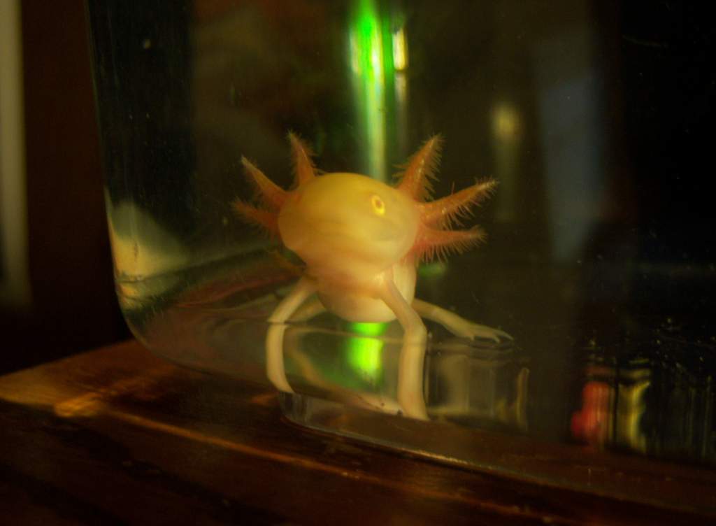 Little Lu Lu arriving at home