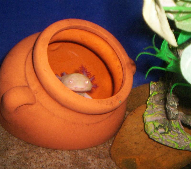 little man in his vase too cute :)