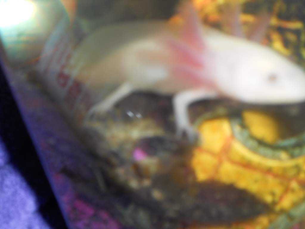 little pink gills