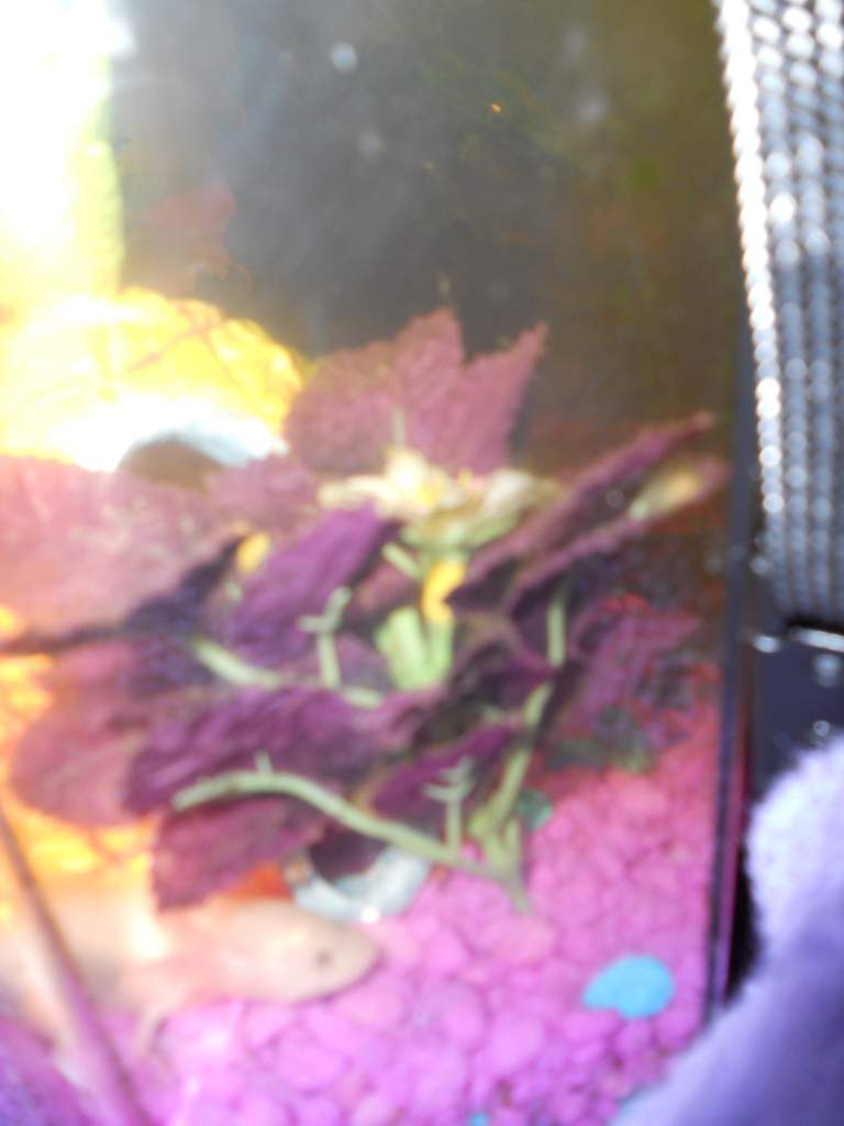 little pixie and his purple tree