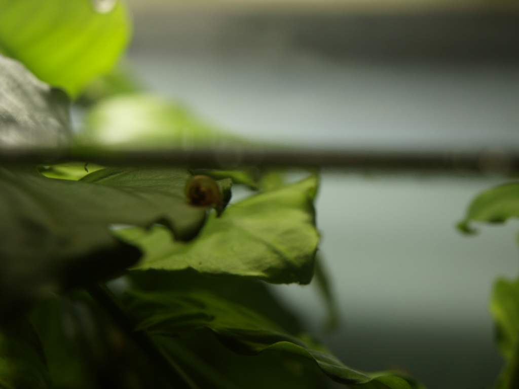 Little snail