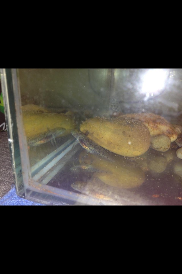 Little trottle, big tank.