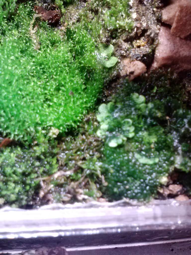 Liver worts right side of enclosure.