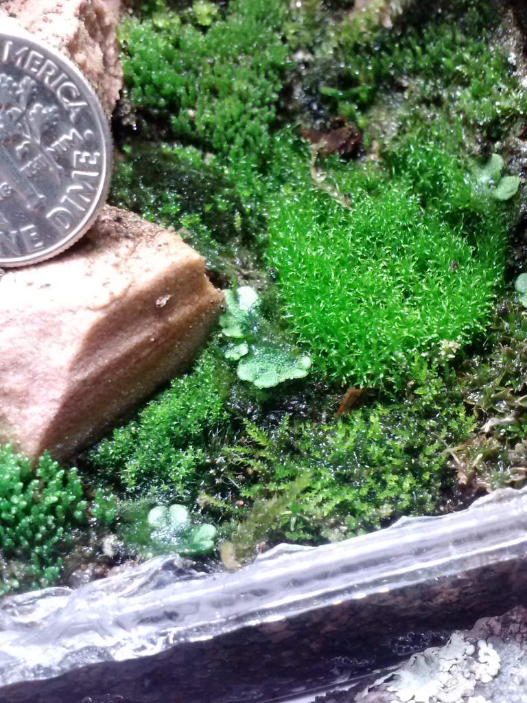 Liverwort and mosses 2 weeks after planting the ground floor.